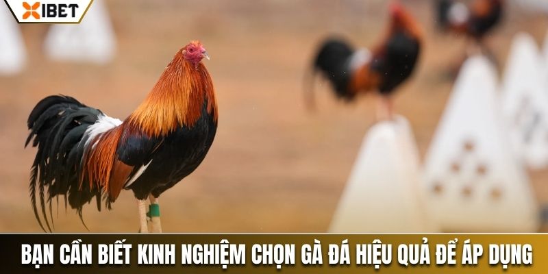 Bạn cần biết kinh nghiệm chọn gà đá hiệu quả để áp dụng 
