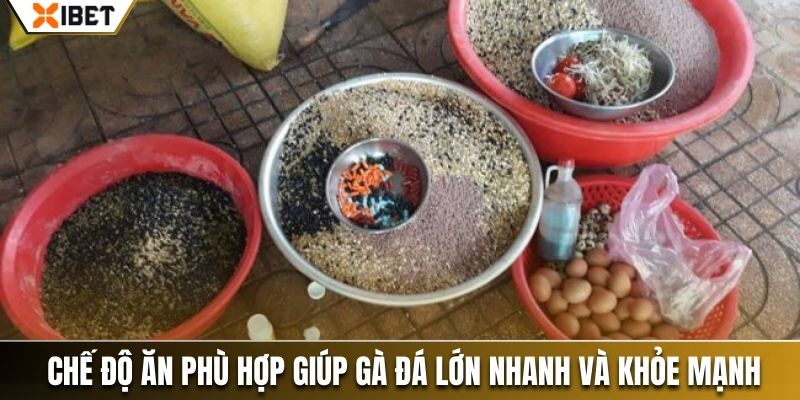 Chế độ ăn phù hợp giúp gà đá lớn nhanh và khỏe mạnh 