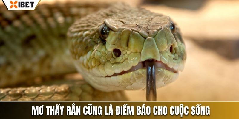 Mơ thấy rắn cũng là điềm báo cho cuộc sống 