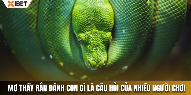 Mơ thấy rắn đánh con gì là câu hỏi của nhiều người chơi 