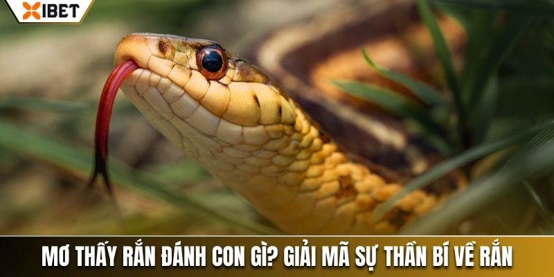 mơ thấy rắn đánh con gì