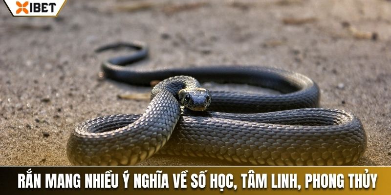 Rắn mang nhiều ý nghĩa về số học, tâm linh, phong thủy 